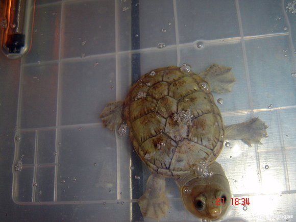 claudius angustatus