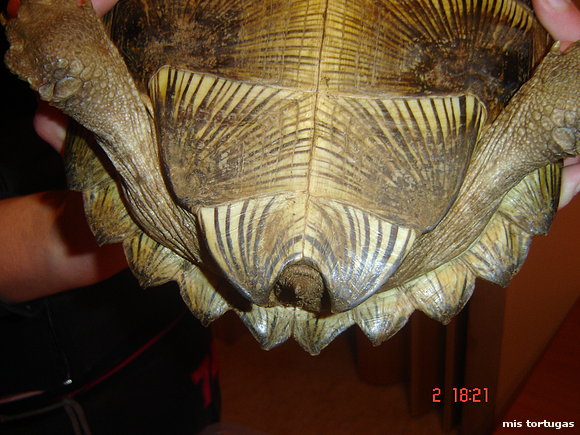 heosemys grandis