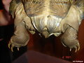 heosemys grandis