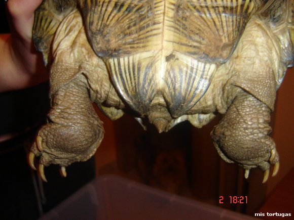 heosemys grandis