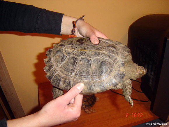 heosemys grandis