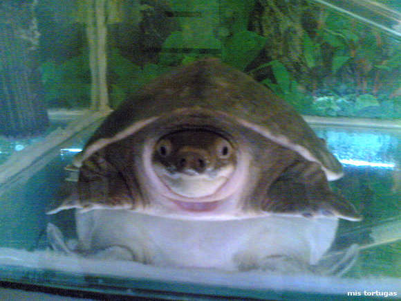 carettochelys insculpta