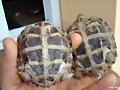 heosemys grandis
