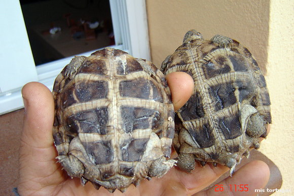 heosemys grandis