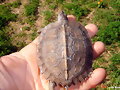 heosemys grandis