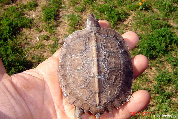 heosemys grandis