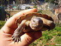 heosemys grandis