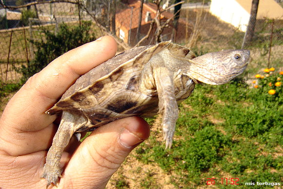 heosemys grandis