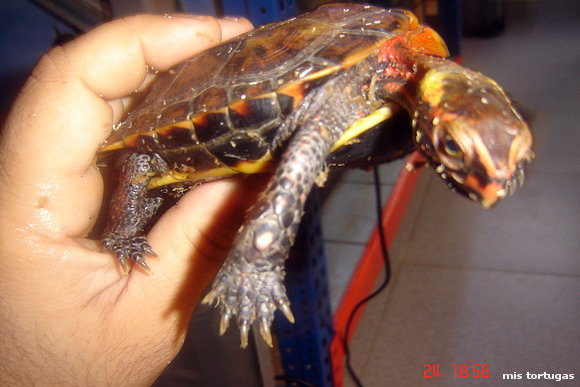 geoemyda japonica