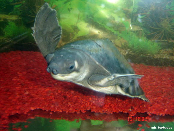 carettochelys insculpta