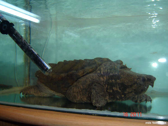 macroclemys temmincki