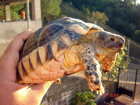 testudo marginata