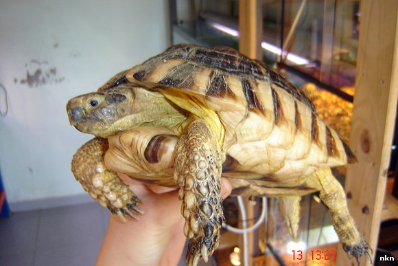 testudo marginata