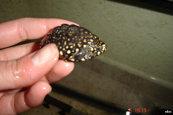geoclemys hamiltonii