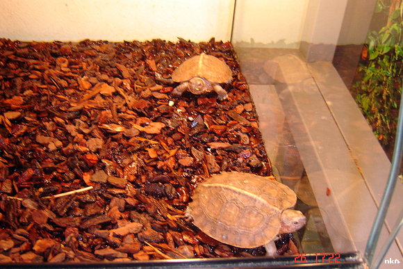 parejita de heosemys grandis