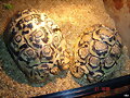 geochelone pardalis