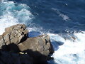 GAVIOTAS EN ACANTILADOS FARO CABO PRIOR, GALICIA