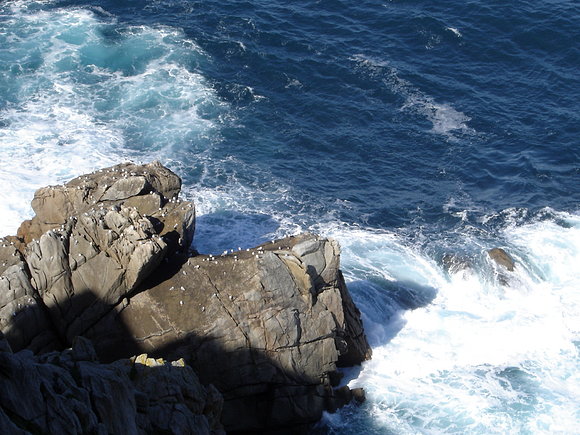 GAVIOTAS EN ACANTILADOS FARO CABO PRIOR, GALICIA