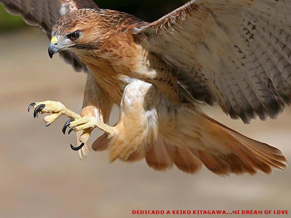 THE FALCON FIRE