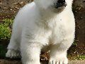 PARA MI HERMANITA MAYOR...OSITA POLAR