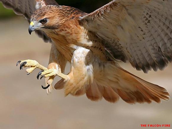 EL REGRESO DE FALCON FIRE ETERNO GUARDÍAN DE FUEGO