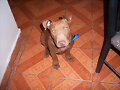 my dogs