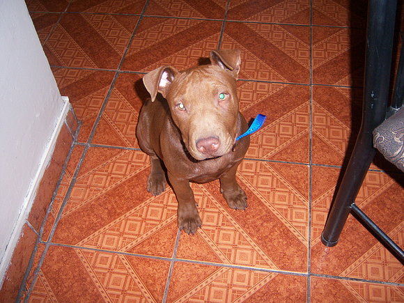 my dogs