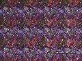 Boroni-158