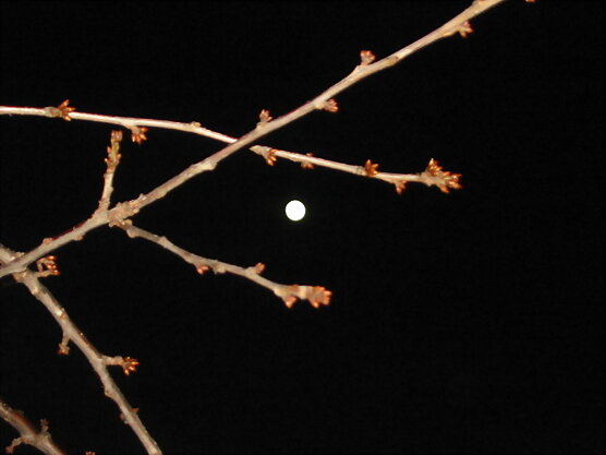 luna lunera