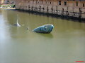 sardina en el segura