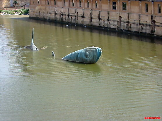 sardina en el segura