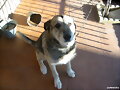 sancho
