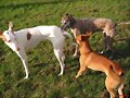 el galgo corredor