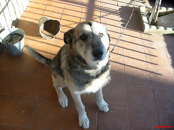 sancho mi perro