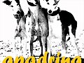 apadrina un galgo - no al matrato animal