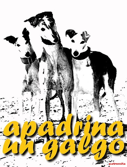 apadrina un galgo - no al matrato animal