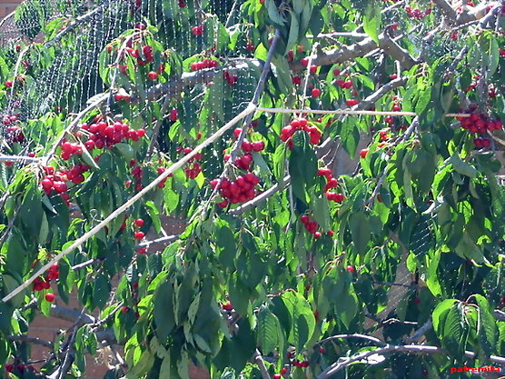 a la rica cereza