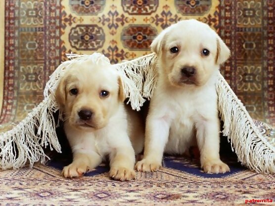 perritos - no al maltrato animal