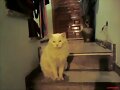 no al maltrato de los animales