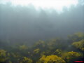 niebla en la carretera