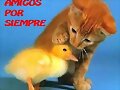 amigos