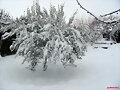 foto nieve