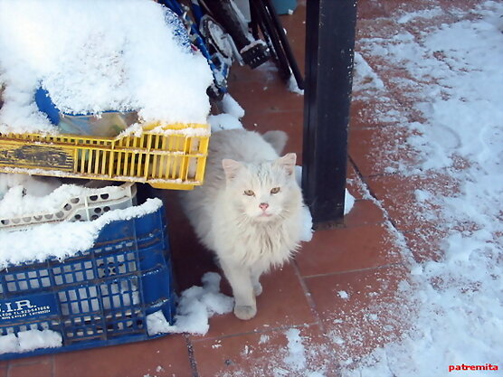 dino en la nieve