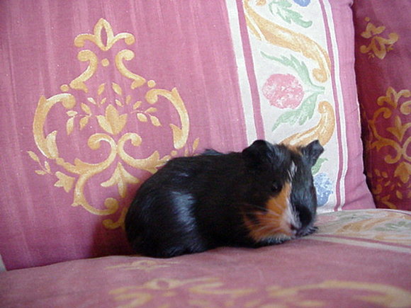 mi andreita jeje