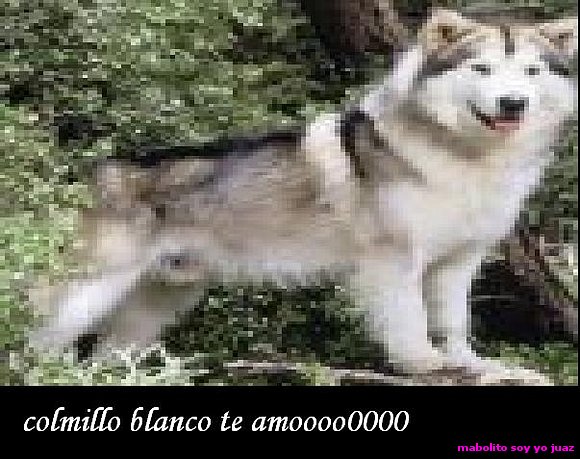 comillo blanco me encanta