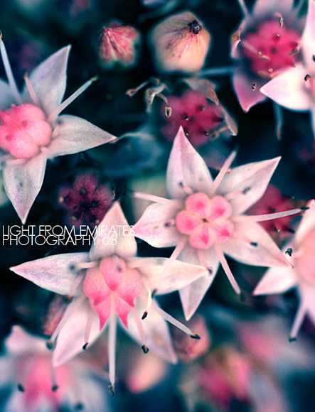 Bright flowers