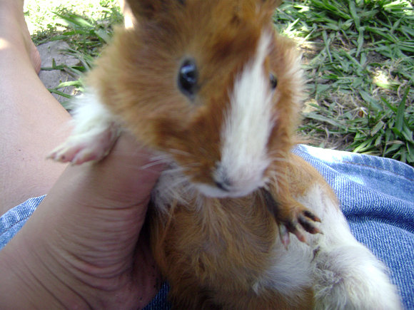 Les presento  a Croto