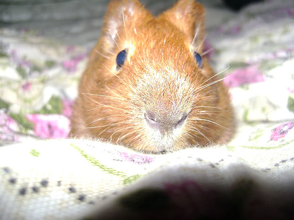 Les presento a Yoko