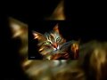 &iexcl;LINDO GATITO!