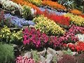 &iexcl;VUELVE AL JARDIN!